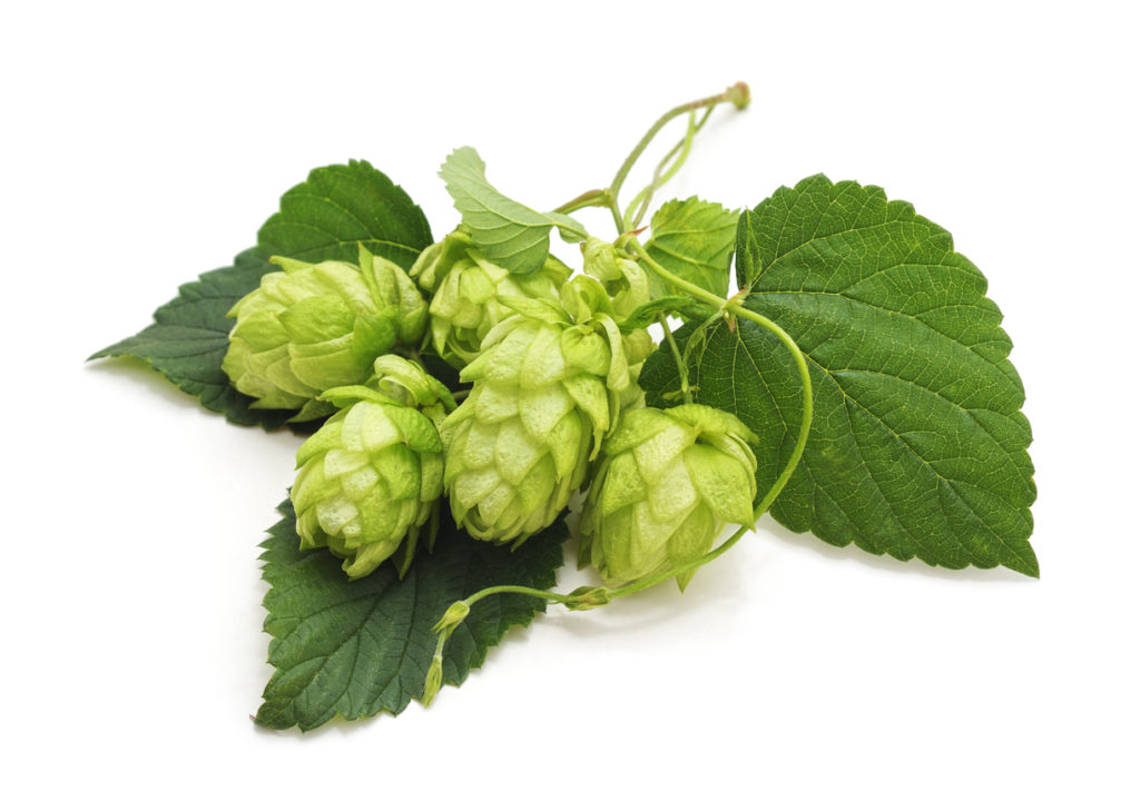 Fresh cones of hops isolated on a white background.