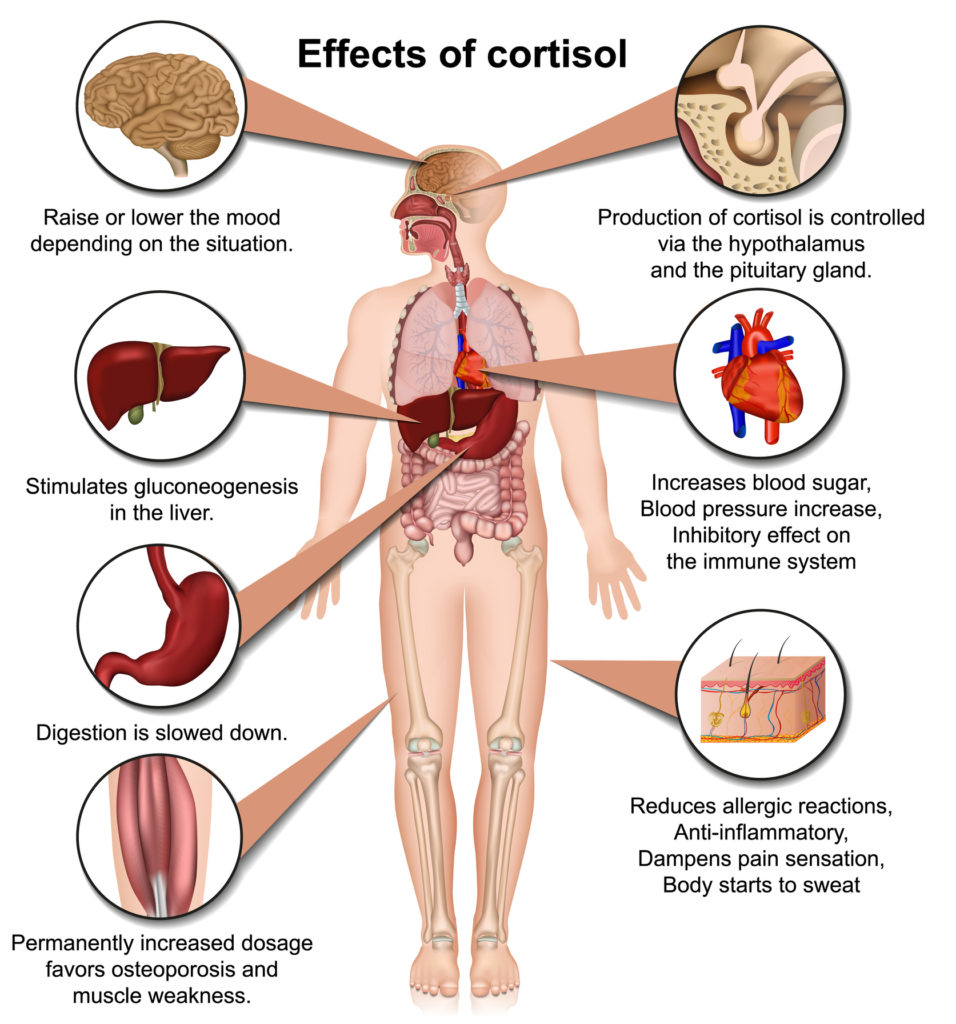 effects of cortisol on the human body 3d medical vector illustration isolated on white background