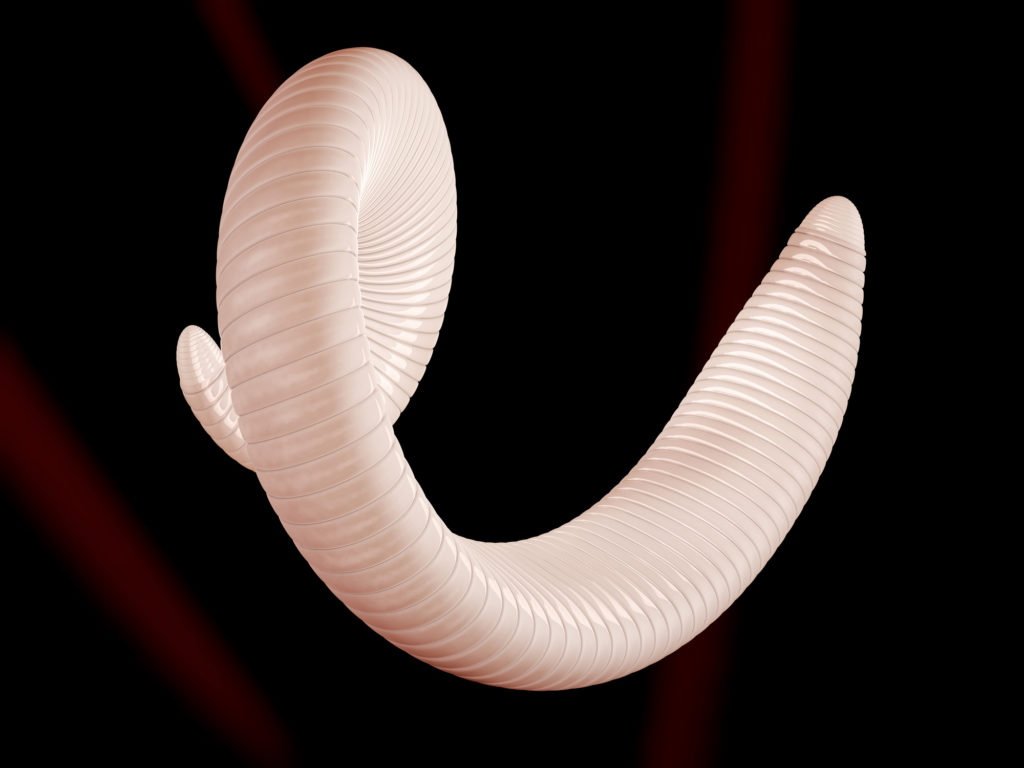 herring worm parasite - 3d Illustration of parasitic worm - intestinal parasites 