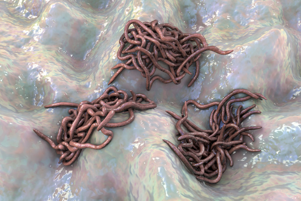 Parasitic worms, 3D illustration. Ascaris lumbricoides, Enterobius vermicularis and other round worms