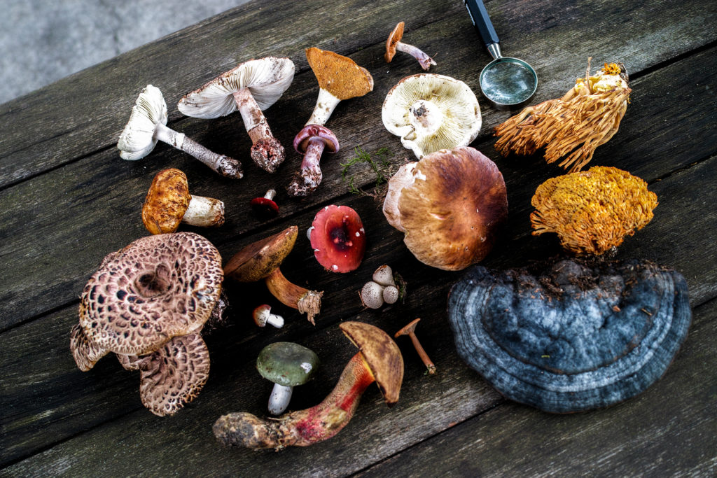 Mushroom foraging and hunting in wild forest