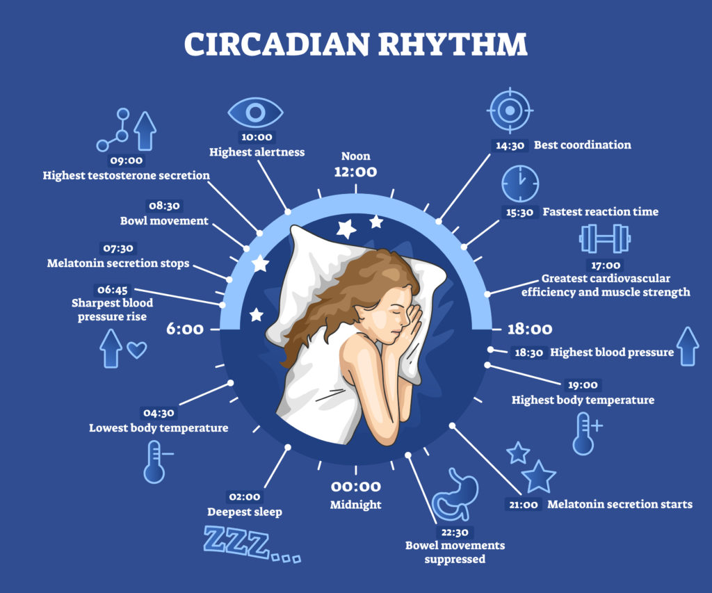 Circadian rhythm as educational natural cycle for healthy sleep and routine. 