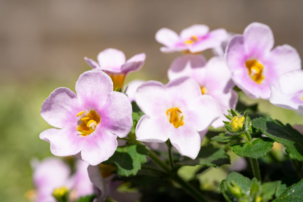 Detailed image of the light pink colored flowers of Bacopa (Chaenostoma cordatum) on a sunny day in spring.
