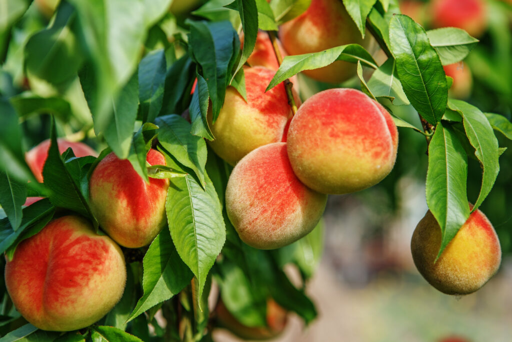 Peaches on a tree closeup 